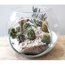 Terrarium Cactus