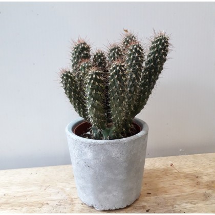 Cactus avec cache-pot