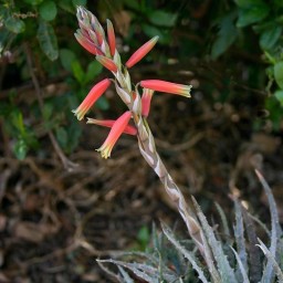 Aloe Humilis avec cache-pot
