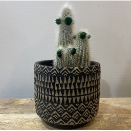 Cactus à fleurs piquées