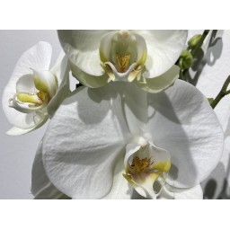 Phalaenopsis - Orchidée Papillon