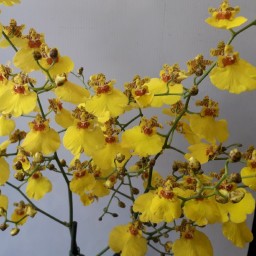 Oncidium - Orchidée "Pluie d'or"