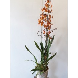 Cambria Orchidée XXL (Odontoglossom)
