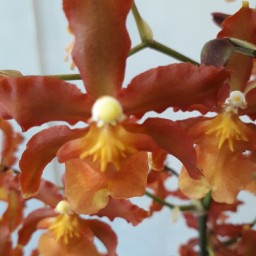Cambria Orchidée XXL (Odontoglossom)