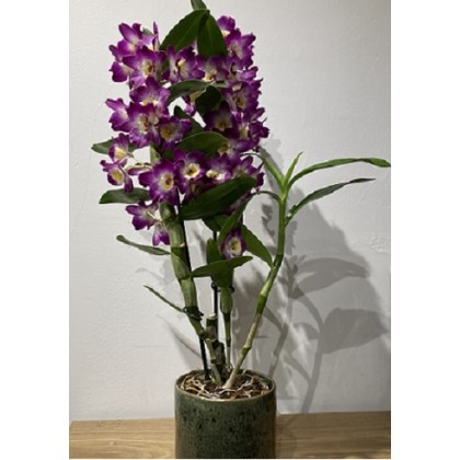 Dendrobrium Nobile - Orchidée Bambou