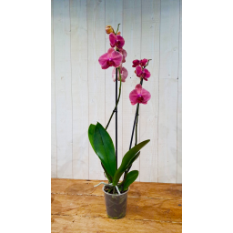 Orchidée Phalenopsis