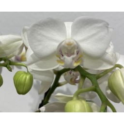 Mini Phalaenopsis - Orchidée